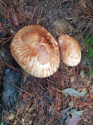 김효숙님의 자유주제 · 자유게시판 작성글 사진