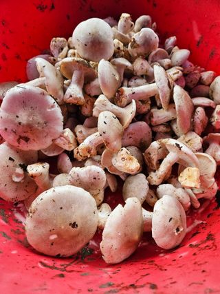 김효숙님의 자유주제 · 자유게시판 작성글 사진