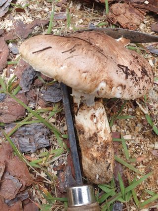 김효숙님의 자유주제 · 자유게시판 작성글 사진