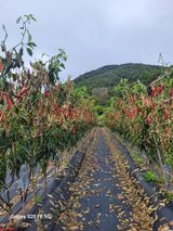 팜모닝 자유주제·사진전 게시글 이미지