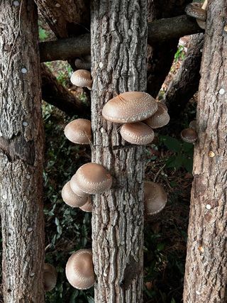 마경구님의 버섯 · 영농일지 작성글 사진