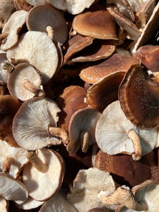 마경구님의 버섯 · 영농일지 작성글 사진