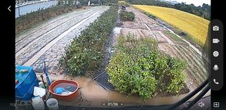 동읍초보임화영님의 마늘 · 병해충상담 작성글 사진