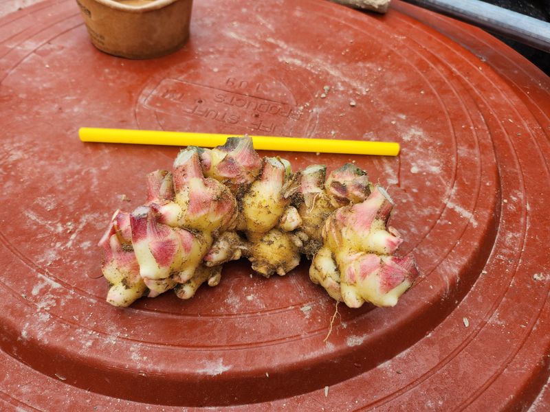 장터 상품 [생강10키로60000원(아래 후기올리신분 아직 배송도 안했습니다 어찌 허위글을 올리시나요)10월25일 첫배송입니다] 썸네일