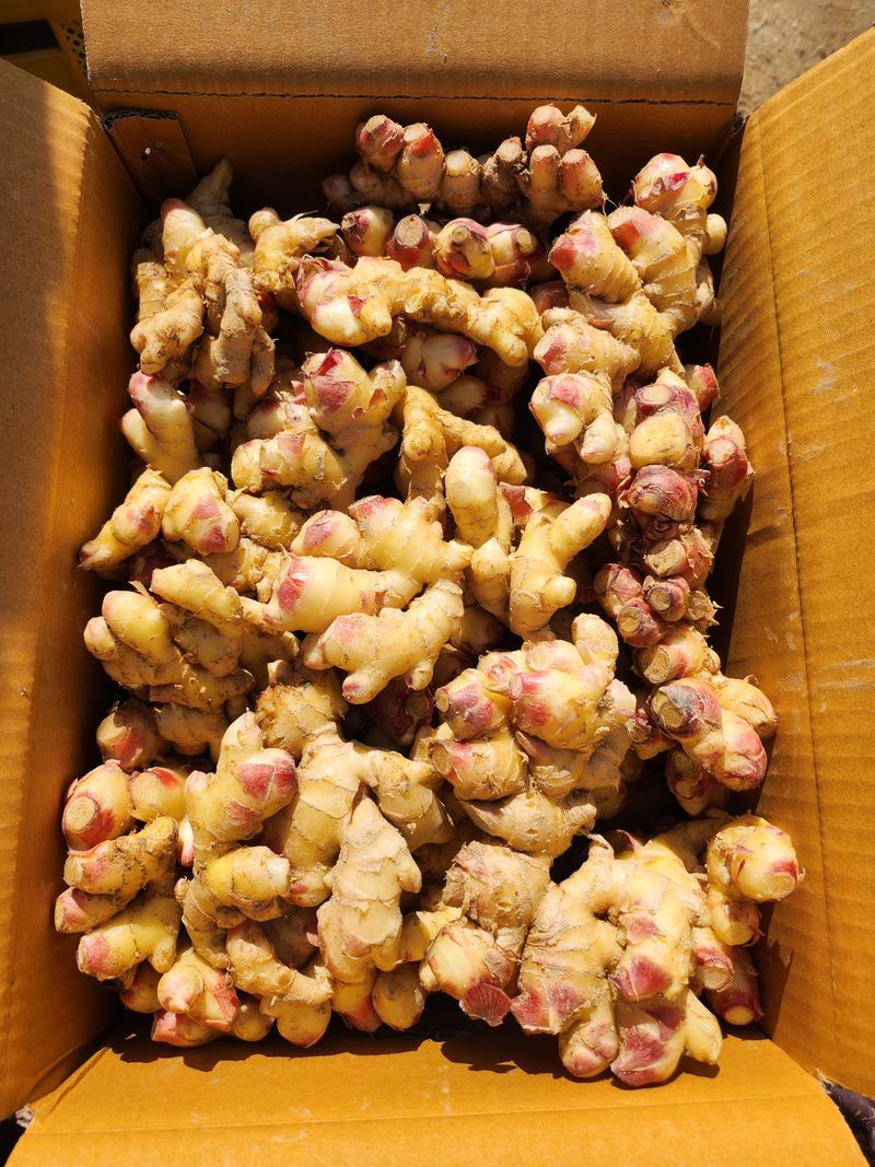 김민정님의 장터 판매 상품 [생강10키로60000원(아래 후기올리신분 아직 배송도 안했습니다 어찌 허위글을 올리시나요)10월25일 첫배송입니다] 첨부 사진