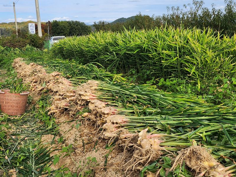 김민정님의 장터 판매 상품 [생강10키로60000원(아래 후기올리신분 아직 배송도 안했습니다 어찌 허위글을 올리시나요)10월25일 첫배송입니다] 첨부 사진
