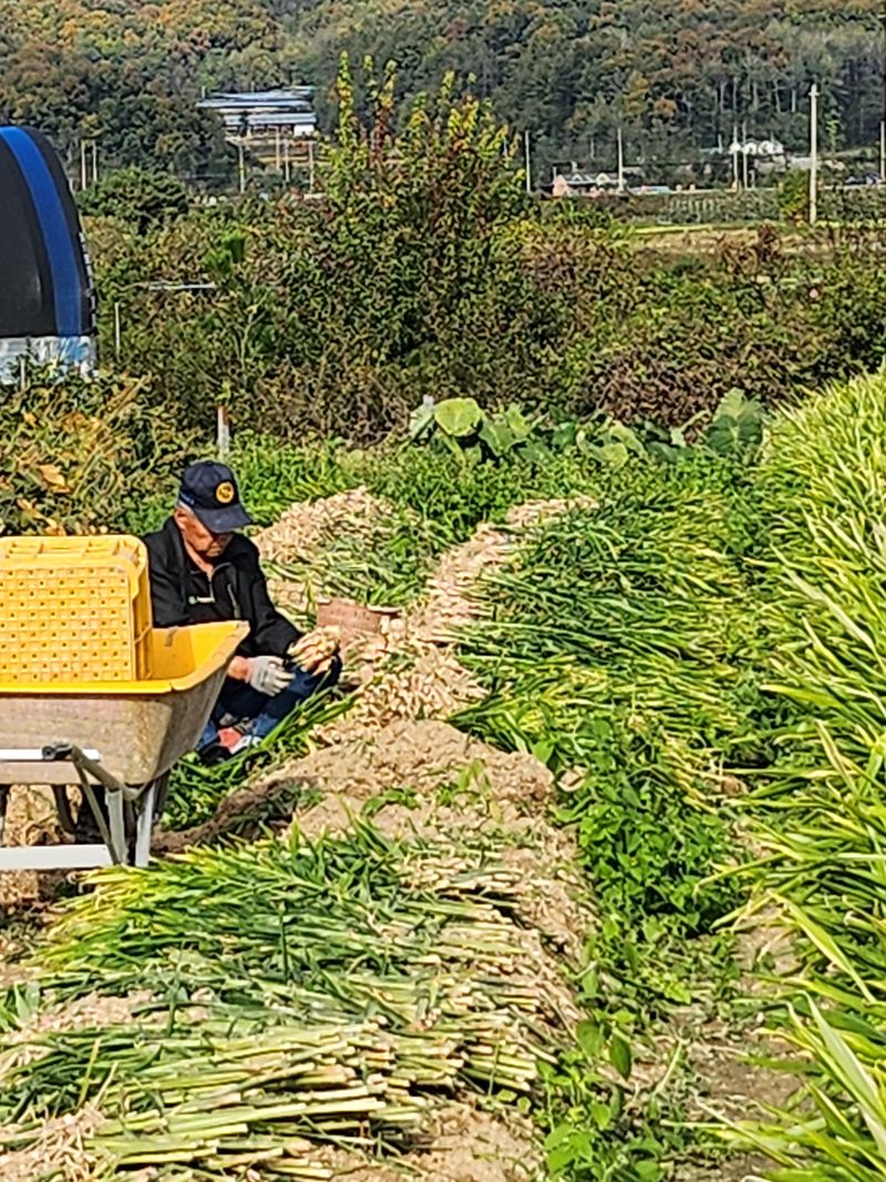 김민정님의 장터 판매 상품 [생강10키로60000원(아래 후기올리신분 아직 배송도 안했습니다 어찌 허위글을 올리시나요)10월25일 첫배송입니다] 첨부 사진