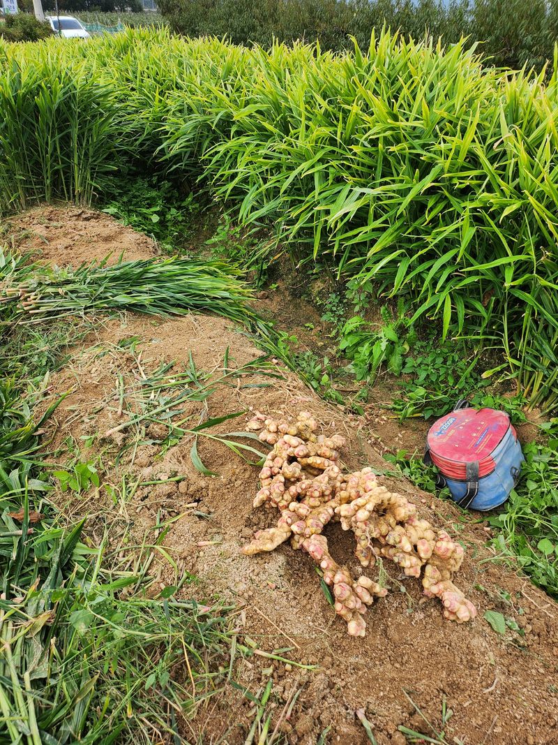 김민정님의 장터 판매 상품 [생강10키로60000원(아래 후기올리신분 아직 배송도 안했습니다 어찌 허위글을 올리시나요)10월25일 첫배송입니다] 첨부 사진