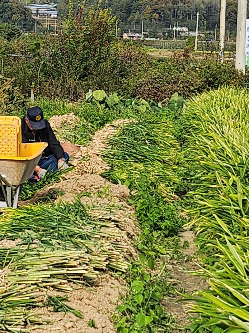김민정님의 장터 판매 상품 [생강10키로60000원(아래 후기올리신분 아직 배송도 안했습니다 어찌 허위글을 올리시나요)10월25일 첫배송입니다] 첨부 사진