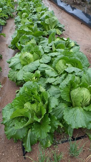 초보텃밭님의 자유주제 · 자유게시판 작성글 사진