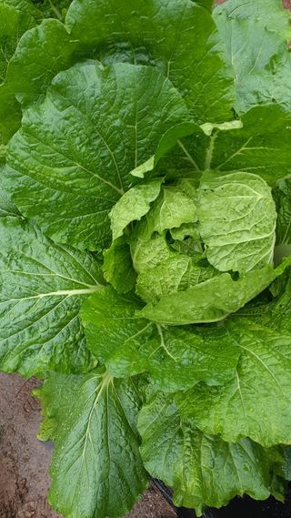 초보텃밭님의 자유주제 · 자유게시판 작성글 사진