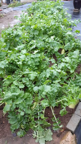 초보텃밭님의 자유주제 · 자유게시판 작성글 사진