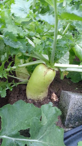 초보텃밭님의 자유주제 · 자유게시판 작성글 사진