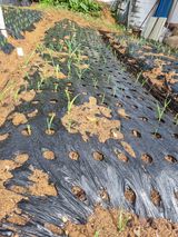 팜모닝 자유주제·자유게시판 게시글 이미지