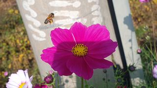 긍정에농군님의 우리동네 가을단풍 자랑하기 · 참여글 작성글 사진