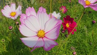 긍정에농군님의 우리동네 가을단풍 자랑하기 · 참여글 작성글 사진