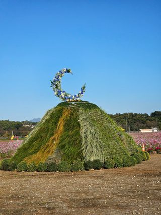 대추.야생화김민경님의 우리동네 가을단풍 자랑하기 · 참여글 작성글 사진
