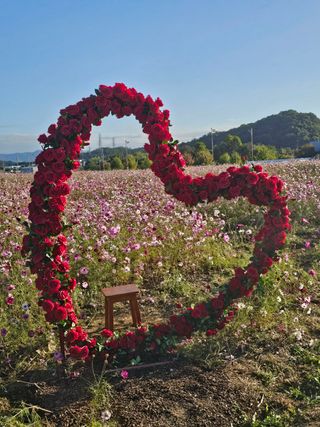 대추.야생화김민경님의 우리동네 가을단풍 자랑하기 · 참여글 작성글 사진