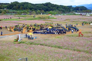 대추.야생화김민경님의 우리동네 가을단풍 자랑하기 · 참여글 작성글 사진