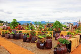 대추.야생화김민경님의 우리동네 가을단풍 자랑하기 · 참여글 작성글 사진