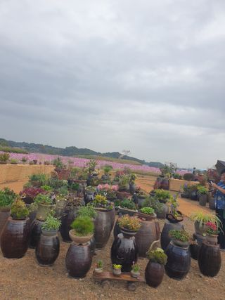 대추.야생화김민경님의 우리동네 가을단풍 자랑하기 · 참여글 작성글 사진