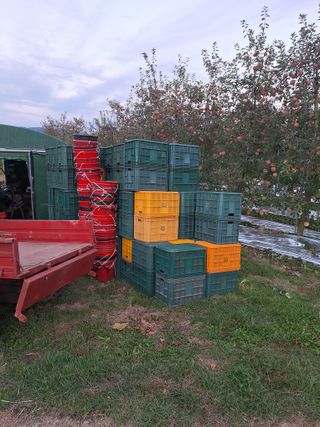 조순자님의 사과 · 영농일지 작성글 사진