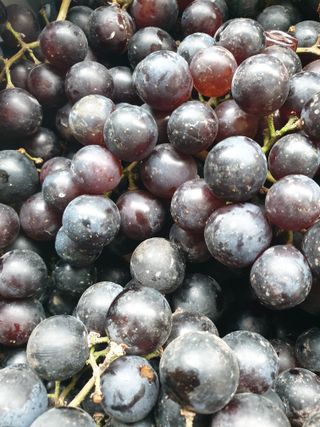 은우농장님의 포도 · 영농일지 작성글 사진