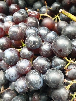 은우농장님의 포도 · 영농일지 작성글 사진