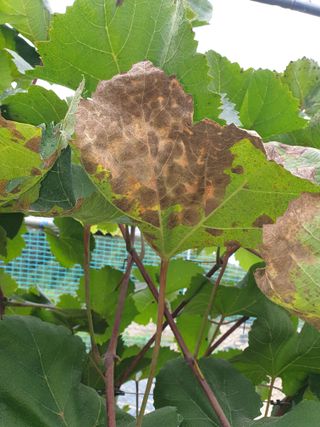 은우농장님의 포도 · 영농일지 작성글 사진