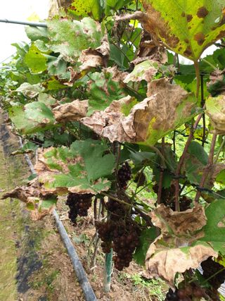 은우농장님의 포도 · 영농일지 작성글 사진