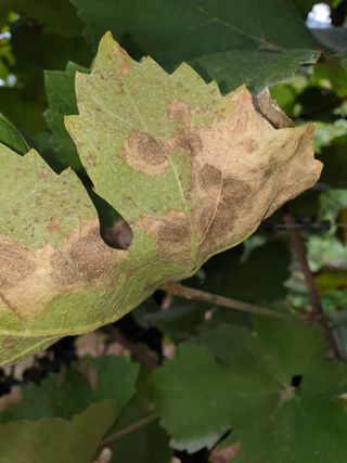 은우농장님의 포도 · 영농일지 작성글 사진