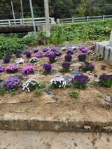 팜모닝 우리동네 가을단풍 자랑하기·참여글 게시글 이미지