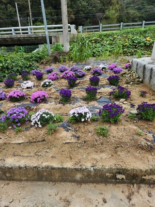  이순길 님의 우리동네 가을단풍 자랑하기 · 참여글 작성글 사진