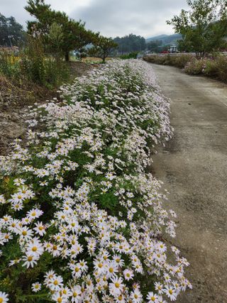  이순길 님의 우리동네 가을단풍 자랑하기 · 참여글 작성글 사진