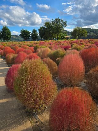 귤20643님의 우리동네 가을단풍 자랑하기 · 참여글 작성글 사진