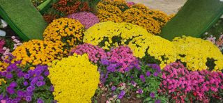 한중리님의 우리동네 가을단풍 자랑하기 · 참여글 작성글 사진