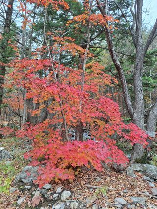 에바다님의 우리동네 가을단풍 자랑하기 · 참여글 작성글 사진