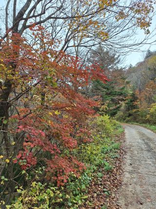 에바다님의 우리동네 가을단풍 자랑하기 · 참여글 작성글 사진