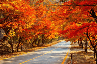 성창준님의 우리동네 가을단풍 자랑하기 · 참여글 작성글 사진