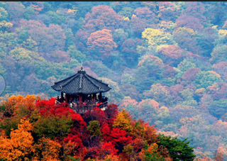 성창준님의 우리동네 가을단풍 자랑하기 · 참여글 작성글 사진