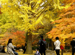 성창준님의 우리동네 가을단풍 자랑하기 · 참여글 작성글 사진