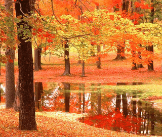 성창준님의 우리동네 가을단풍 자랑하기 · 참여글 작성글 사진