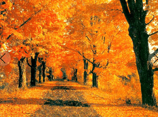 성창준님의 우리동네 가을단풍 자랑하기 · 참여글 작성글 사진