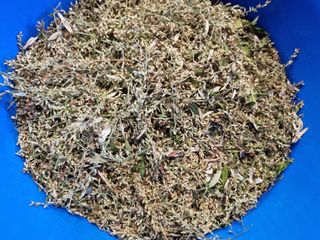 새의눈님의 파 · 영농일지 작성글 사진