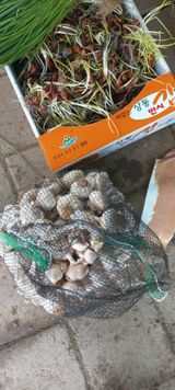 팜모닝 자유주제·자유게시판 게시글 이미지