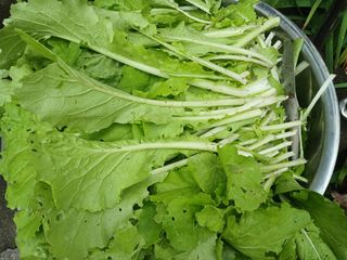 금동이네님의 자유주제 · 자유게시판 작성글 사진