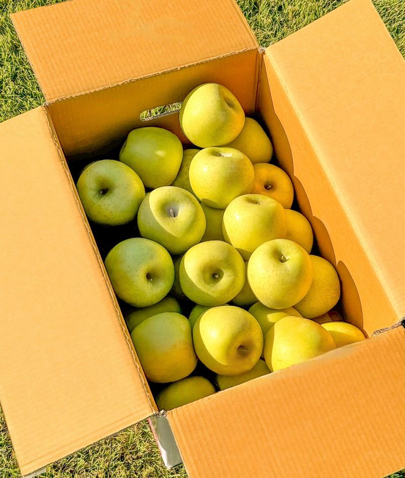 농부손녀님의 장터 판매 상품 [[정품] 시나노골드 황금사과 5kg / 10kg] 첨부 사진