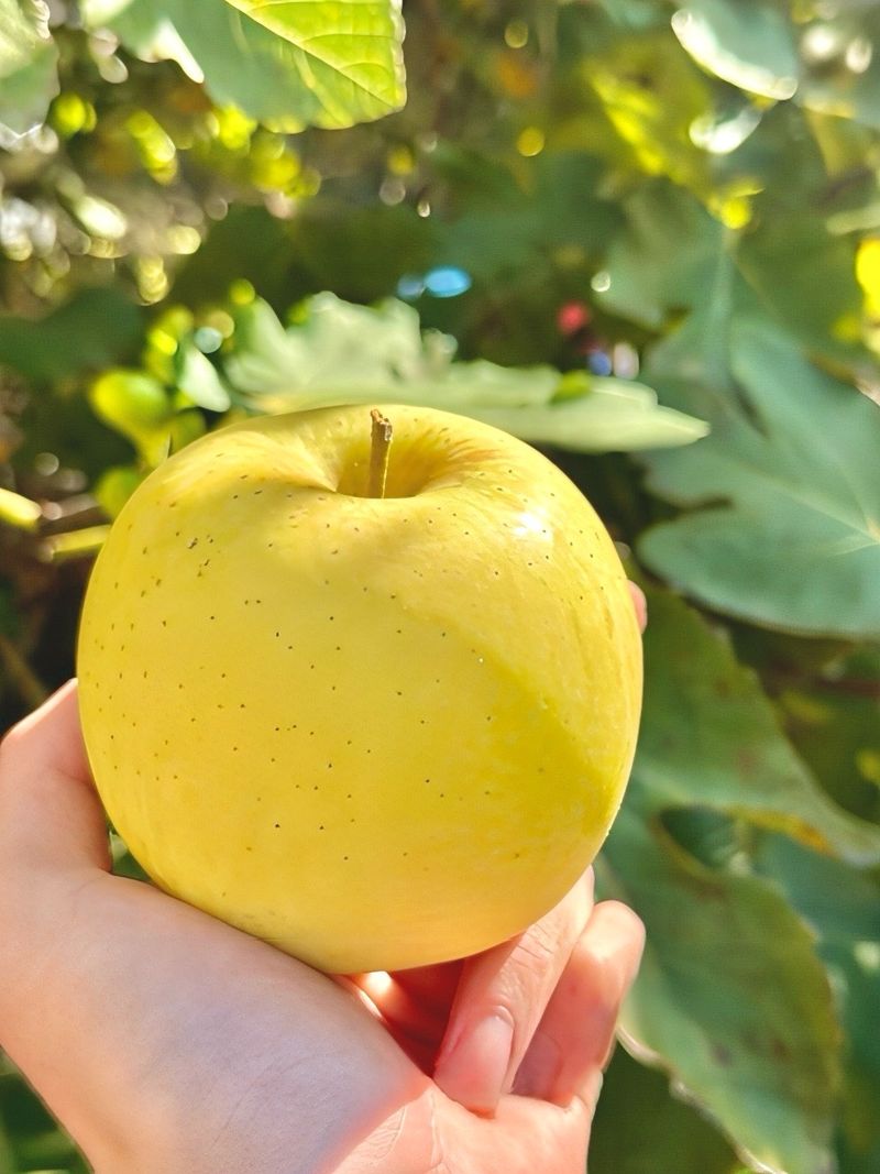 농부손녀님의 장터 판매 상품 [[정품] 시나노골드 황금사과 5kg / 10kg] 첨부 사진