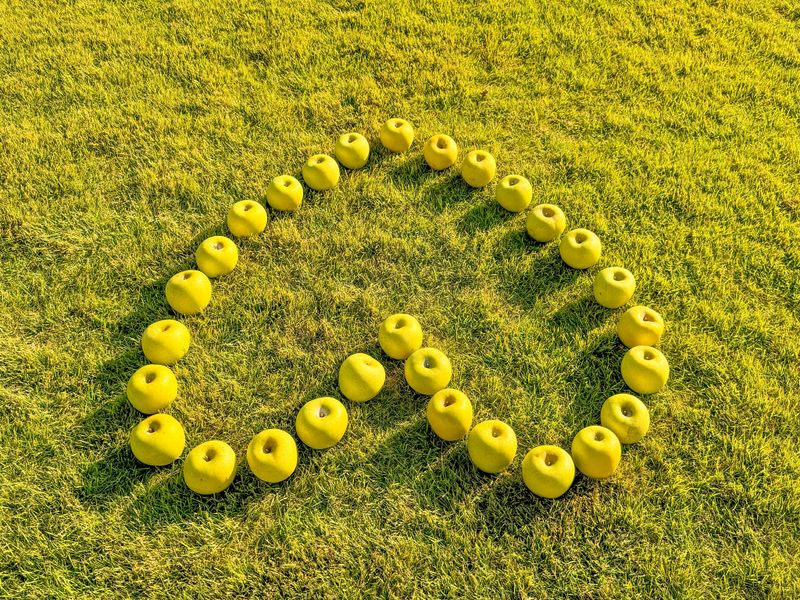 농부손녀님의 장터 판매 상품 [[정품] 시나노골드 황금사과 5kg / 10kg] 첨부 사진