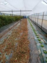 팜모닝 고추·영농일지 게시글 이미지